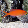 Mirolabrichtys Dispar Lmdlm