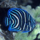 Pomacanthus semicirculatus S Lmdlm