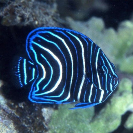 Pomacanthus semicirculatus S Lmdlm