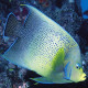 Pomacanthus semicirculatus Adulte Lmdlm