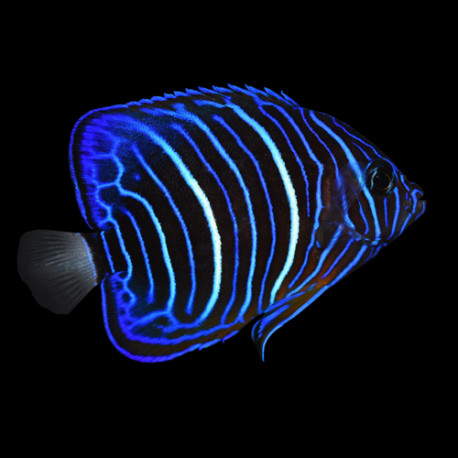 Pomacanthus Annularis Lmdlm