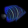 Pomacanthus Annularis Lmdlm