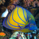 Pomacanthus Annularis Adulte Lmdlm