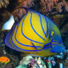Pomacanthus Annularis Adulte Lmdlm