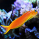 Ecsenius midas (green midas blenny) Lmdlm