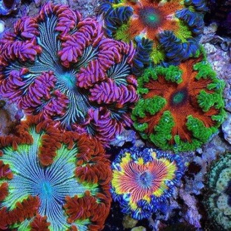 Flower Anemone , Epicystis crucifer Lmdlm