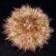 Hemicentrotus pulcherrimus Lmdlm
