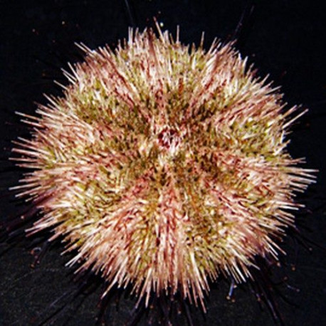 Hemicentrotus pulcherrimus Lmdlm