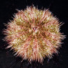 Hemicentrotus pulcherrimus Lmdlm