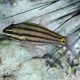 Cheilodipterus Quinquelineatus Lmdlm