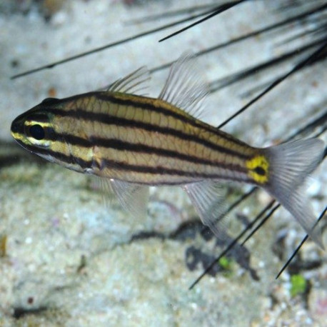 Cheilodipterus Quinquelineatus Lmdlm