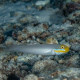 Valenciennea Strigata Lmdlm