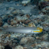 Valenciennea Strigata Lmdlm