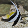 Heniochus Acuminatus Lmdlm