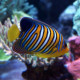 Pygoplites Diacanthus Lmdlm