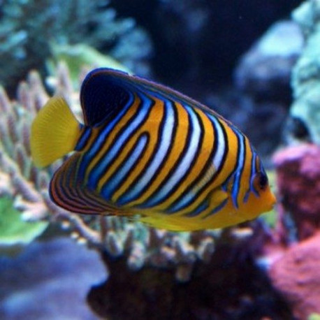 Pygoplites Diacanthus Lmdlm
