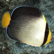 Chaetodontoplus Mesoleucus Lmdlm