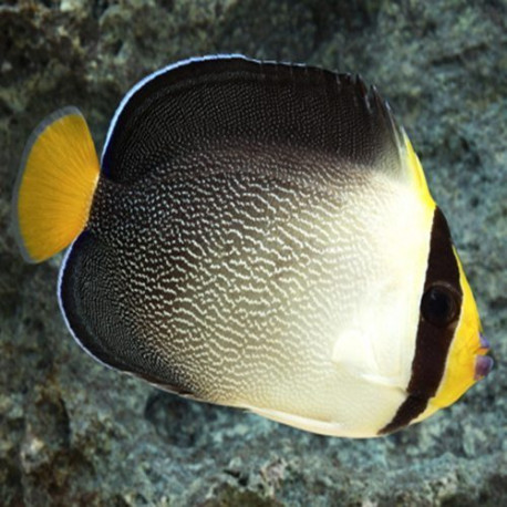 Chaetodontoplus Mesoleucus Lmdlm