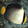 Chaetodontoplus Mesoleucus Lmdlm