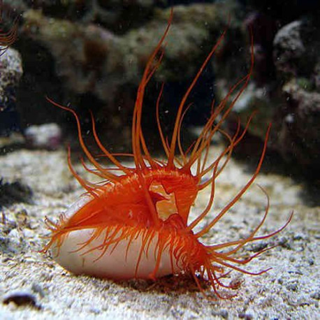 Limaria Scabra Lmdlm