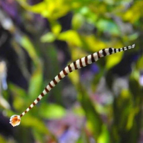 Doryrhamphus dactyliophorus Lmdlm