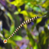 Doryrhamphus dactyliophorus Lmdlm