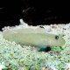 Valenciennea Sexguttata Lmdlm