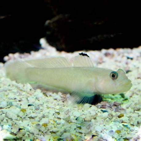 Valenciennea Sexguttata Lmdlm
