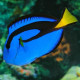 Paracanthurus hepatus Small (Chirurgien à palette bleue) Lmdlm