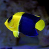 Centropyge Bicolor (Le Poisson-ange nain à deux bandes) Lmdlm