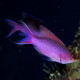Mirolabrichtys Tuka Lmdlm