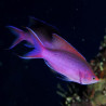 Mirolabrichtys Tuka Lmdlm