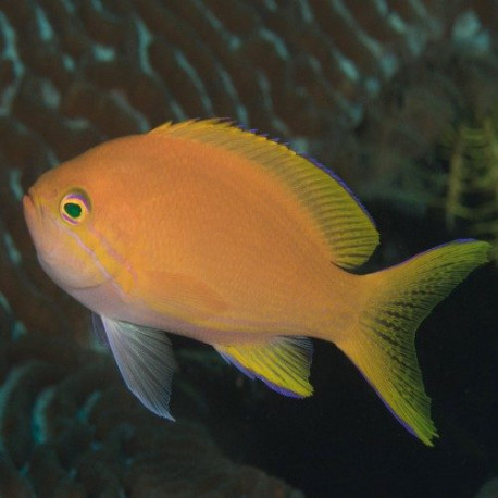 Pseudanthias Pleurotaenia Femelle Lmdlm