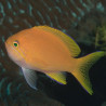 Pseudanthias Pleurotaenia Femelle Lmdlm