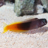 Ecsenius bicolor (Blennie bicolore) Lmdlm