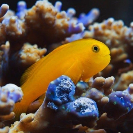 Gobiodon okinawae Lmdlm