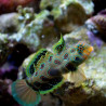 Synchiropus Picturatus (Mandarin bariolé) Lmdlm