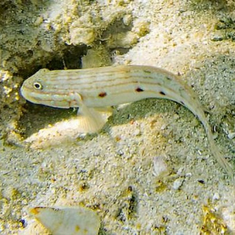 Valenciennea Longipinnis Lmdlm
