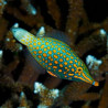 Oxymonacanthus Longirostris Lmdlm