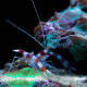 Stenopus hispidus (Crevette à pince) Lmdlm