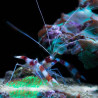 Stenopus hispidus (Crevette à pince) Lmdlm