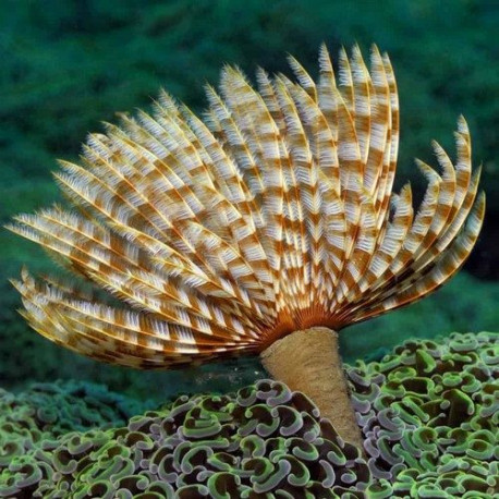 Sabellastarte Sp (Sabelle) Lmdlm