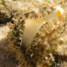 Cypraea Annulus (Porcelaine) Lmdlm