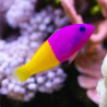 Pseudochromis paccagnellae (Vanille Fraise) Lmdlm