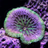 Anemone Tapetum Lmdlm