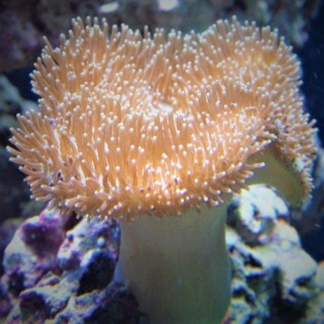 Sarcophyton Lmdlm