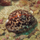 Cypraea tigris (Porcelaine) Lmdlm