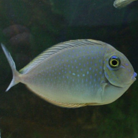 Naso brevirostris Lmdlm