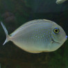 Naso brevirostris Lmdlm