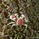 Neopetrolisthes Maculatus Lmdlm